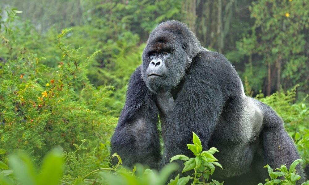 Rwanda Safaris