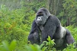 Gorilla Trekking