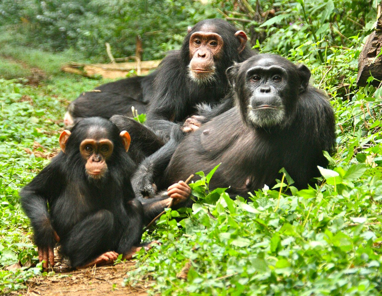 21-Day Uganda Grand Adventure, Wildlife & Primate Safari