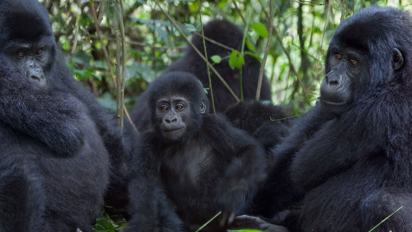 11-Day Rwanda–Uganda Wildlife, Gorilla & Chimpanzee Safari