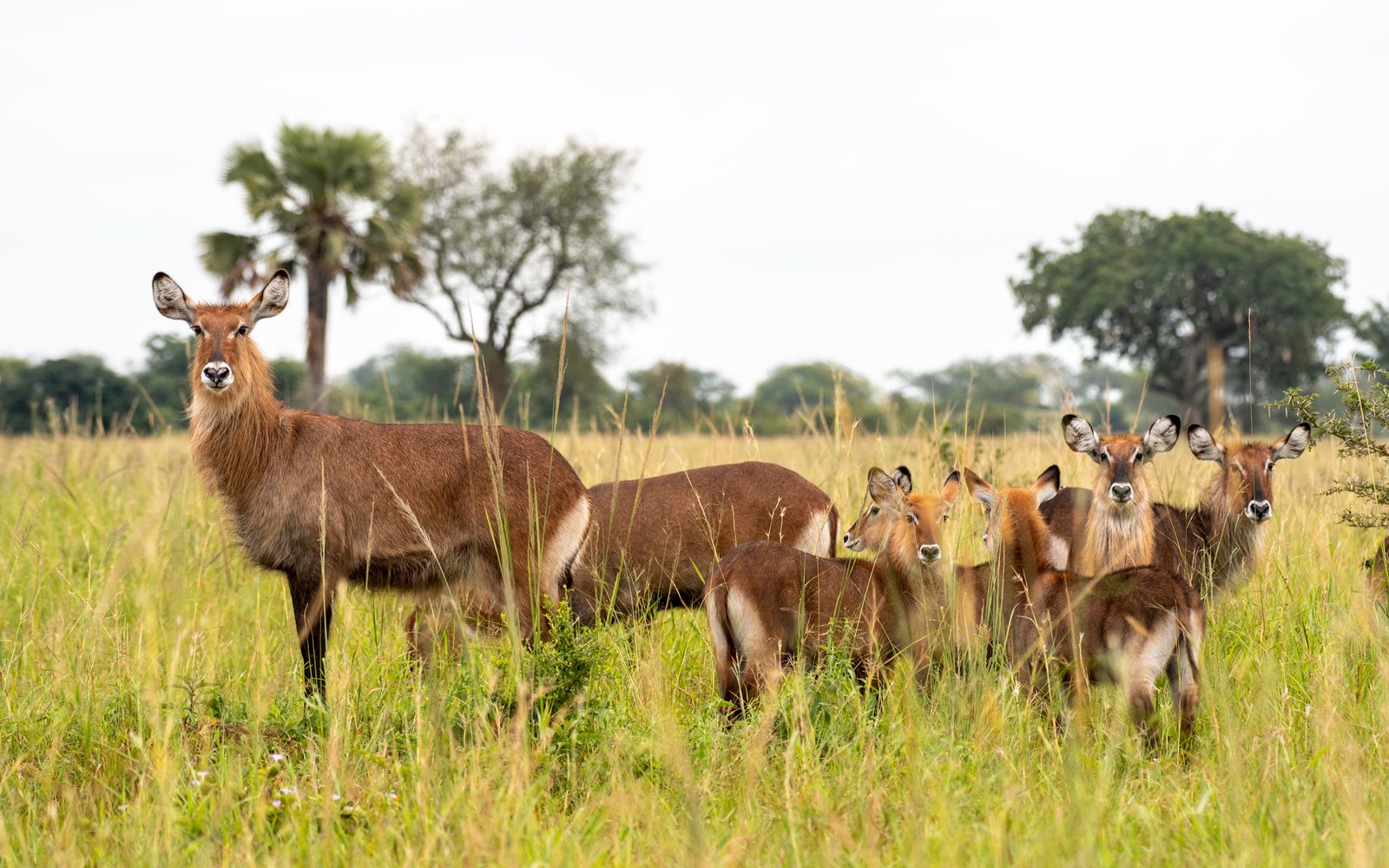 Safari Highlight 1