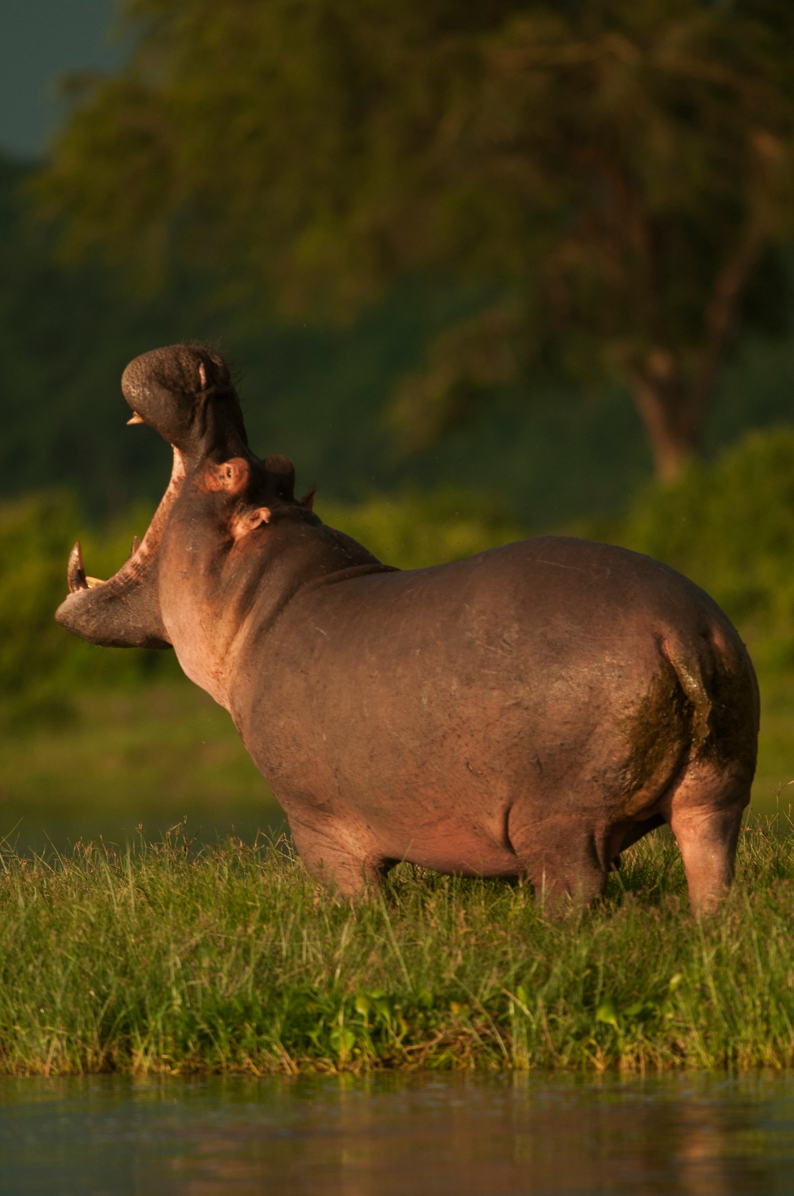 7 Days Luxury Gorilla & Wildlife Safari